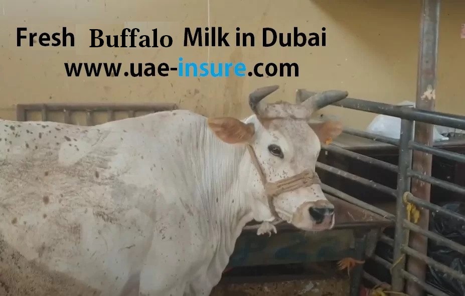 5 Places to Buy Buffalo Milk in Dubai – Cattle Market in Dubai