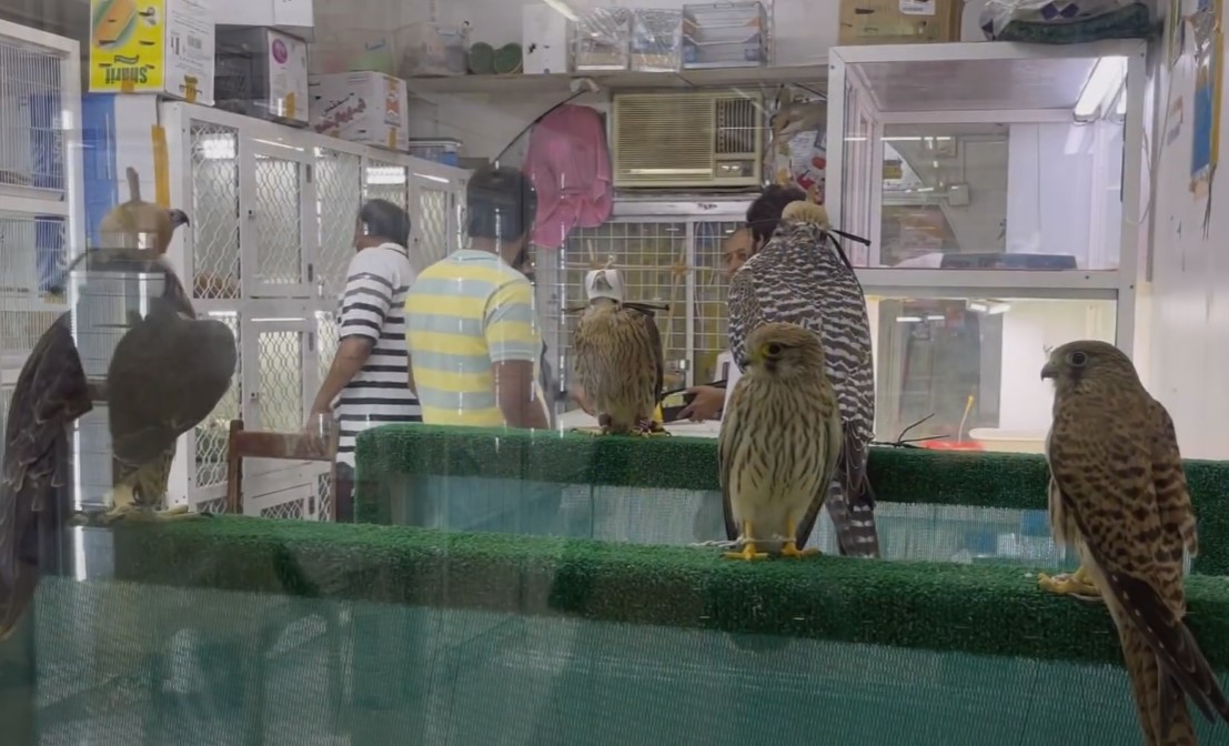 5 Best Birds Store in Dubai Birds Market in Dubai